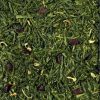 SENCHA • FÜGEKAKTUSZ SENCHA • FÜGEKAKTUSZ